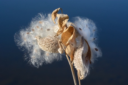 Milkweed
                                  Pod