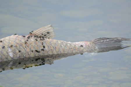 Decaying
                                  Fish