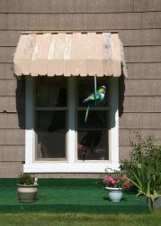Parrot and Window Garden