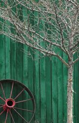 Wagon Wheel and
                                    Tree